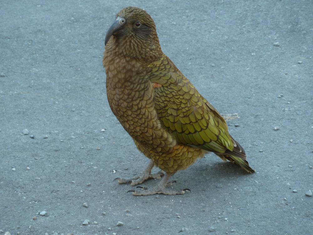P1000520