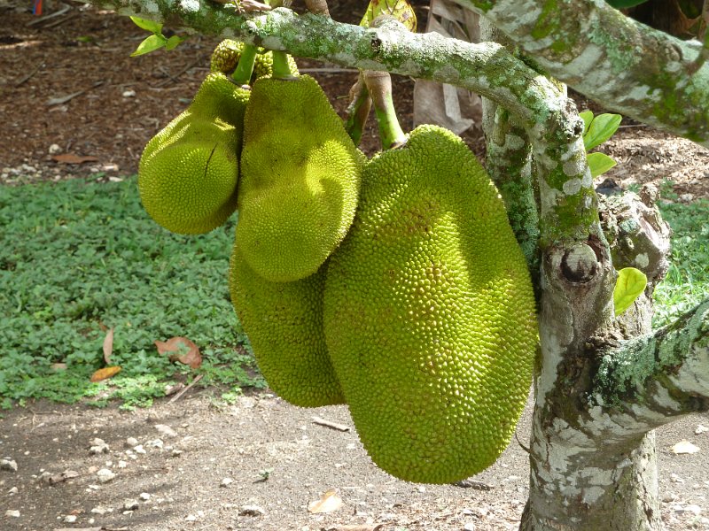 P1070316