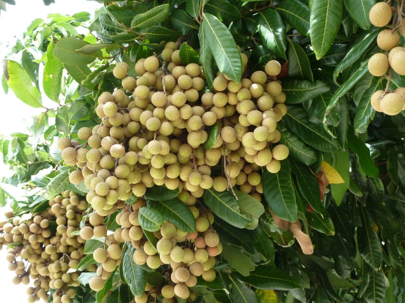 P1070320